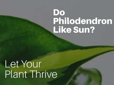 do philodendrons need direct sunlight